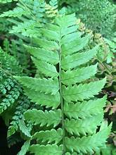 Dryopteris scottii